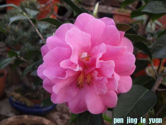 DSCF2515.JPG