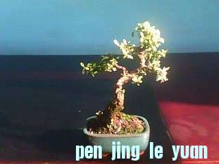 IMG0151A.jpg