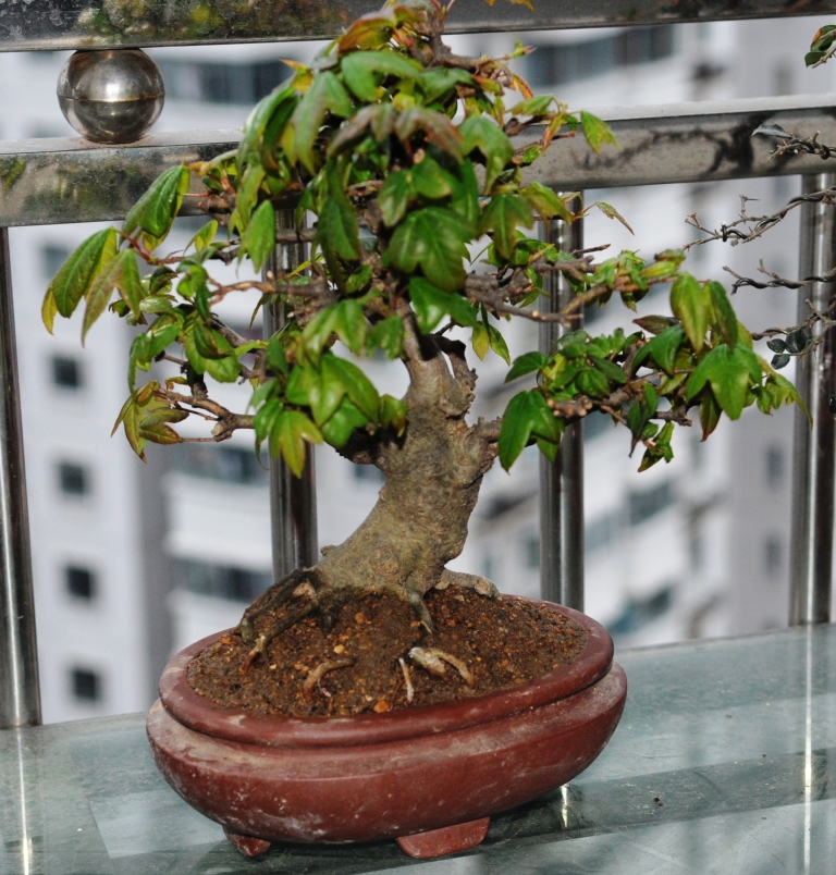 DSC_9765.JPG