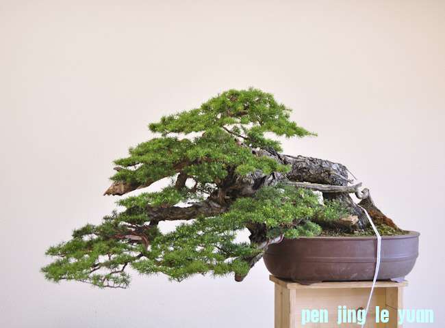hemlock 01_003.jpg
