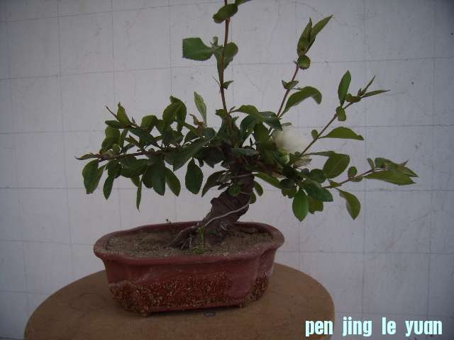 P4090033.JPG