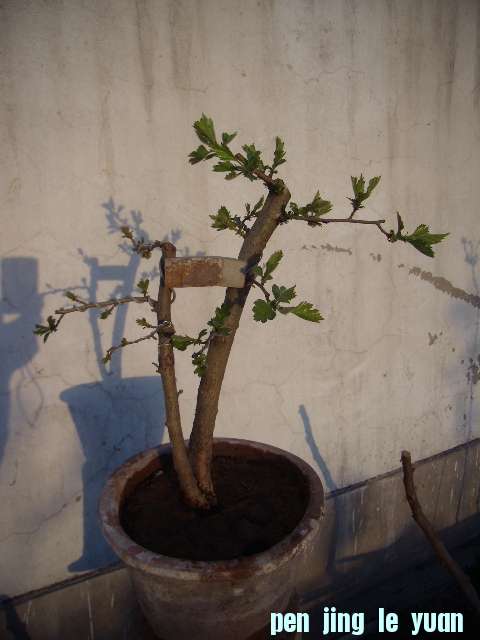 P4060051.JPG