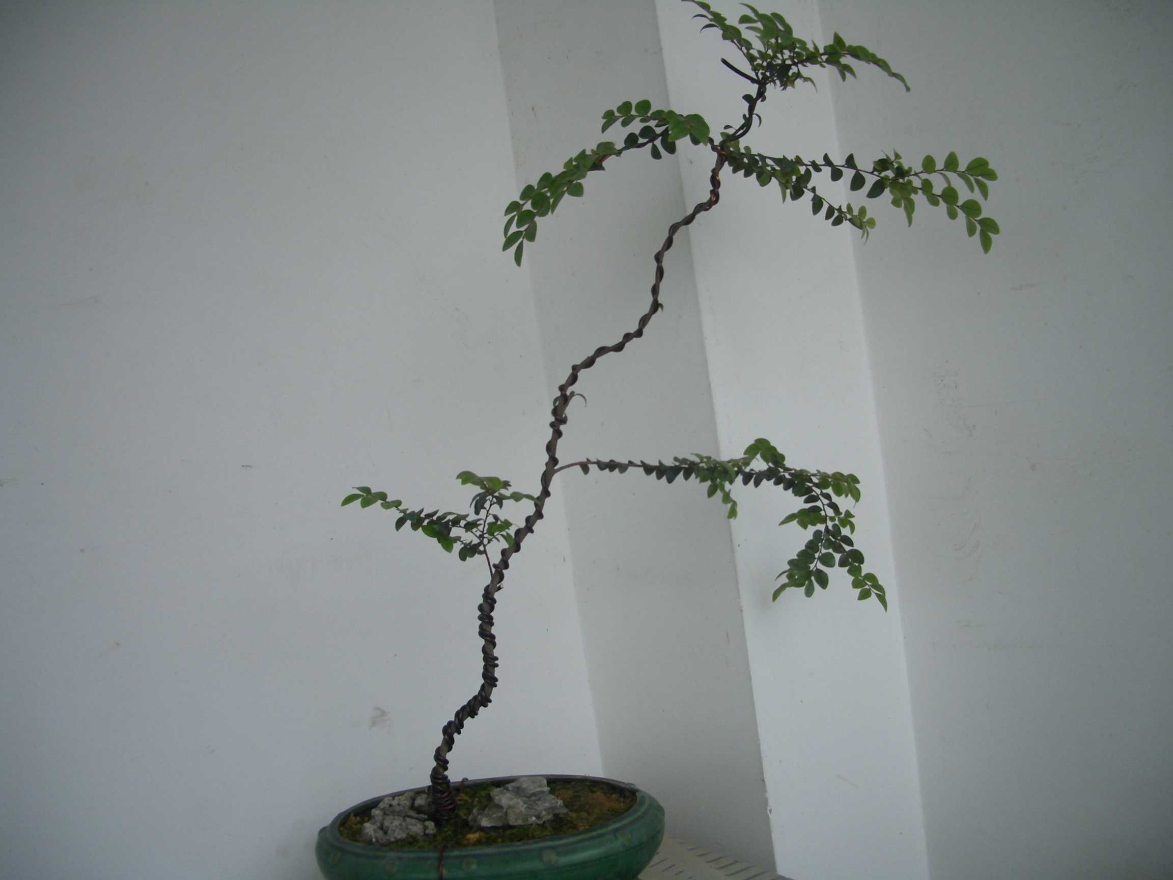 CIMG6408.JPG