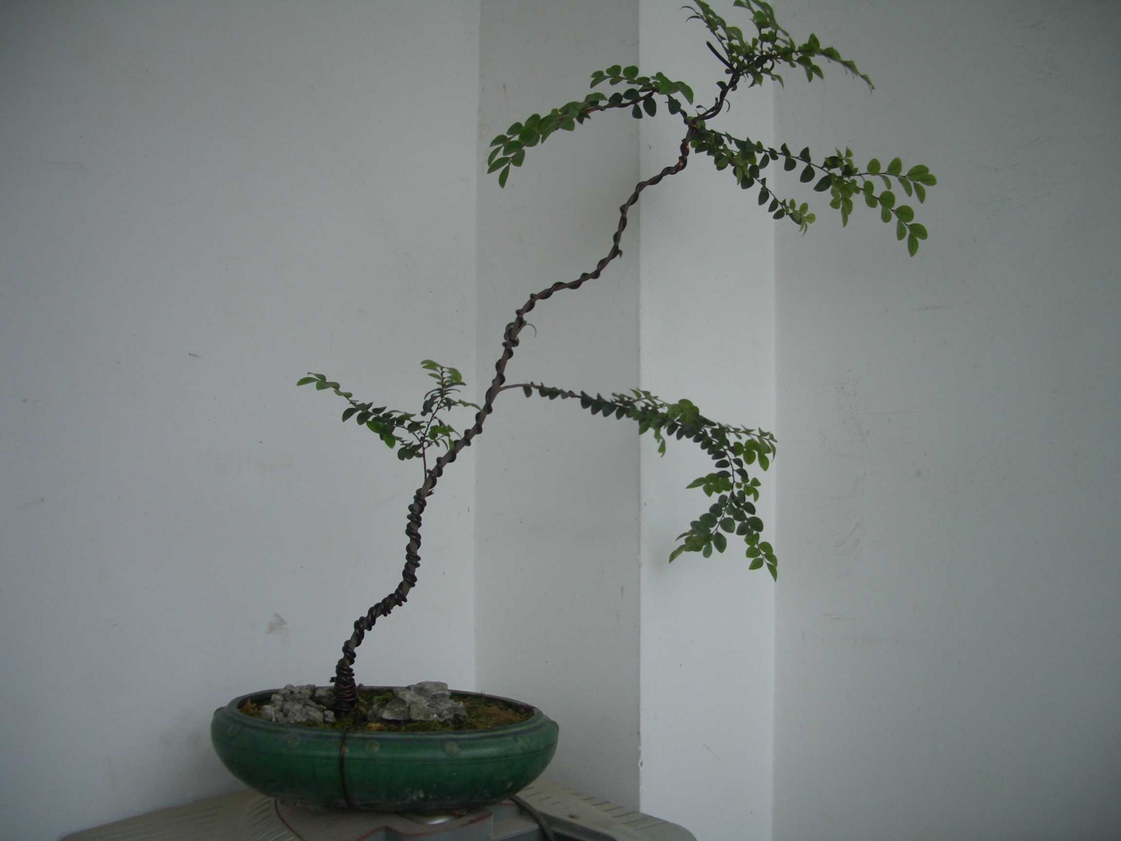 CIMG6410.JPG