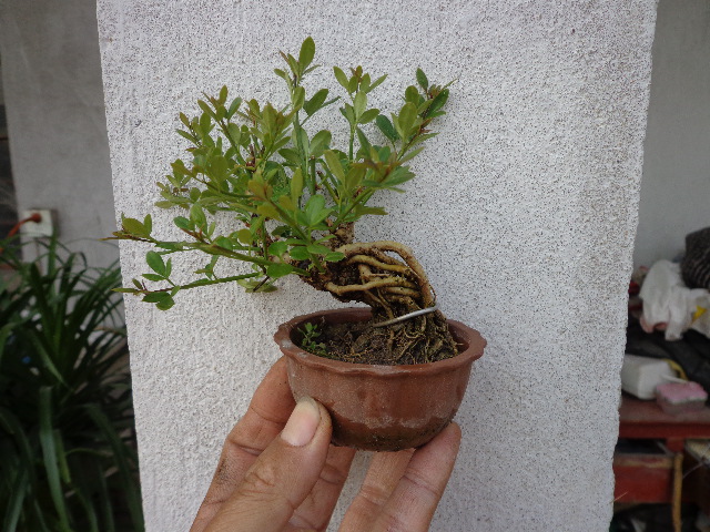 DSC00222.JPG