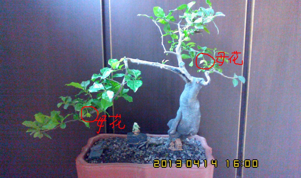 IMG0414160001.jpg