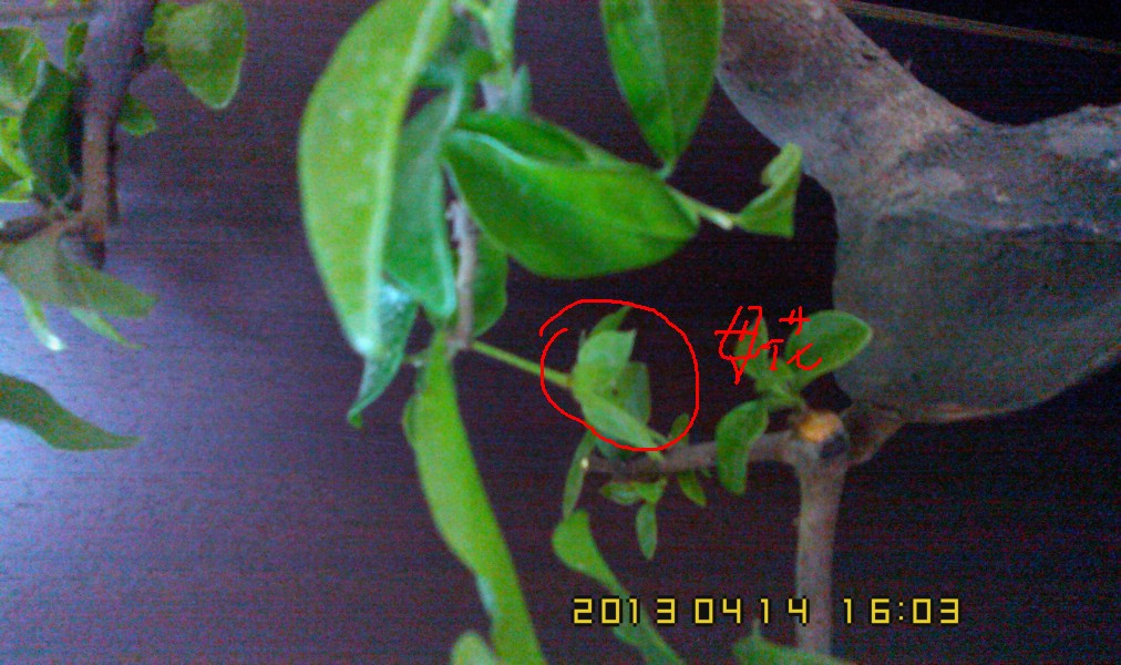 IMG0414160300.jpg