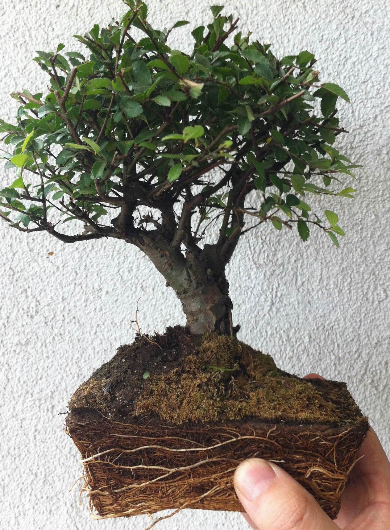 ת С IMG_0554.JPG