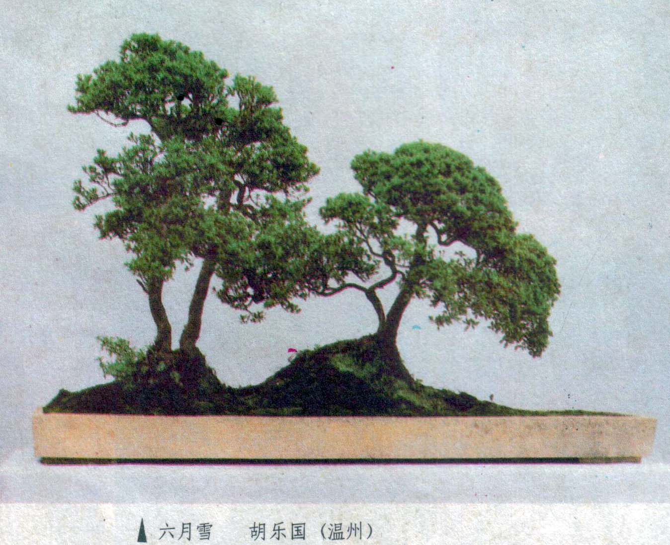 ֹ-ѩľ88-4.jpg