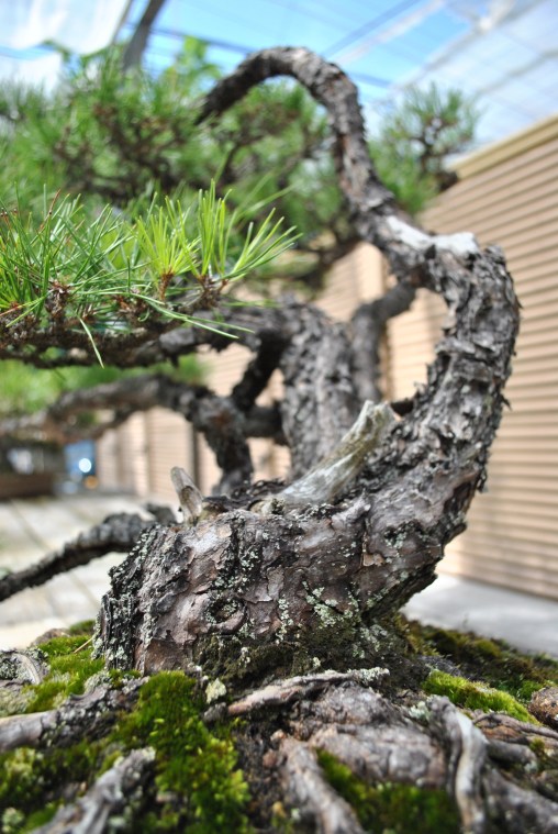 redpine-e1296957362148.jpg
