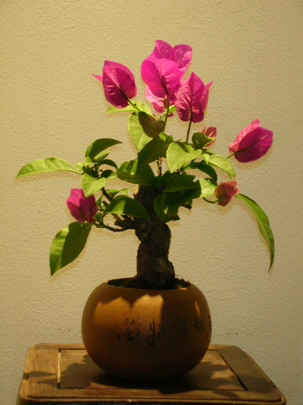 DSCN5033_.jpg