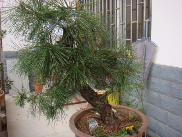 DSC08294.JPG