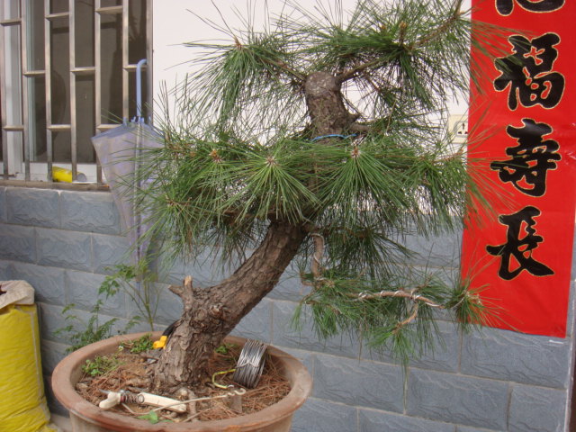DSC08295.JPG