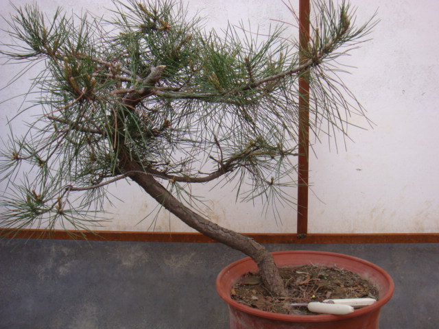 DSC08366.JPG
