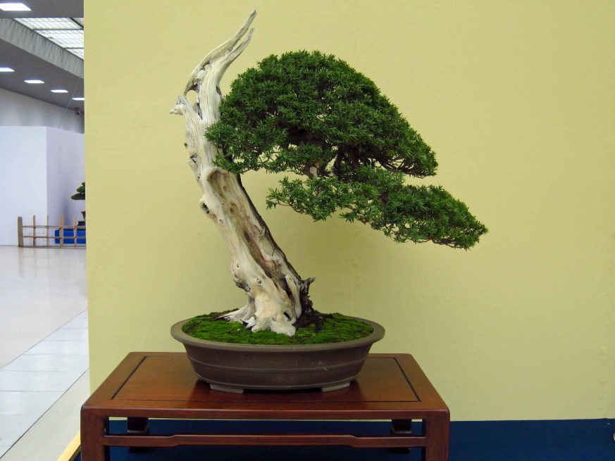 32taikan-ten.jpg