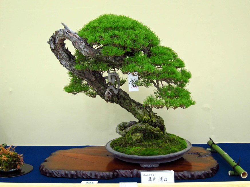 32taikan-ten-13.jpg