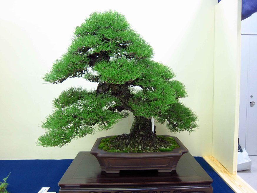 32taikan-ten-15.jpg