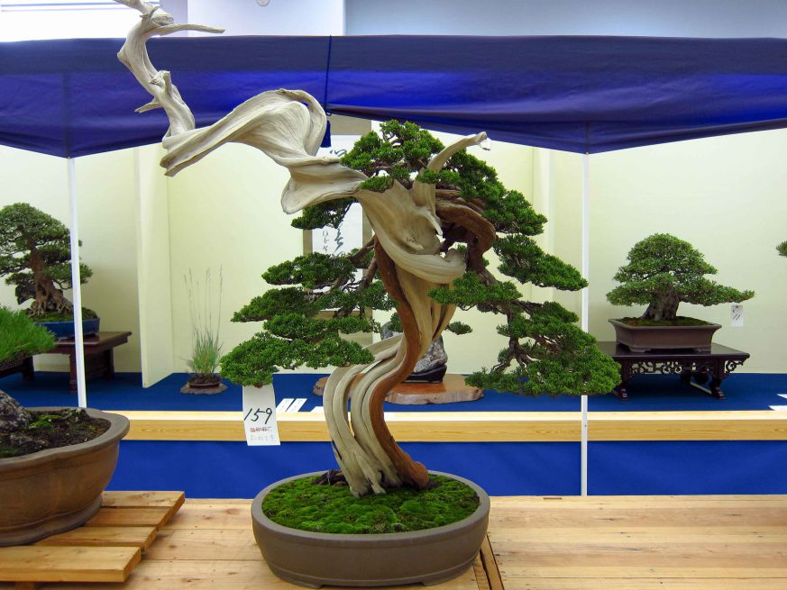 32taikan-ten-20.jpg