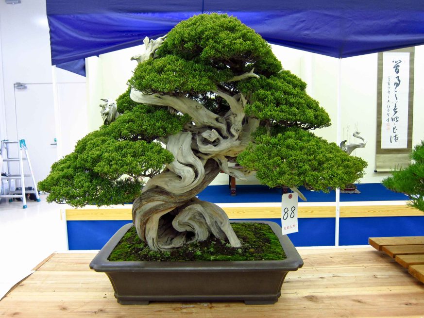 32taikan-ten-23.jpg