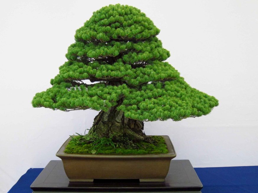32taikan-ten-33.jpg