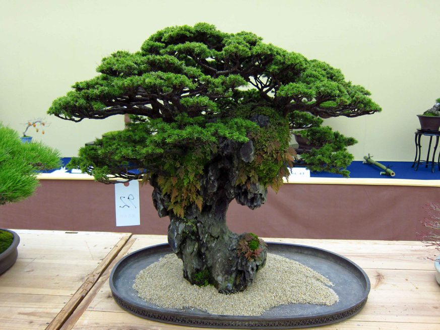 32taikan-ten-40.jpg