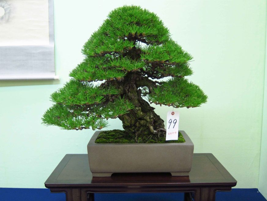 32taikan-ten-51.jpg