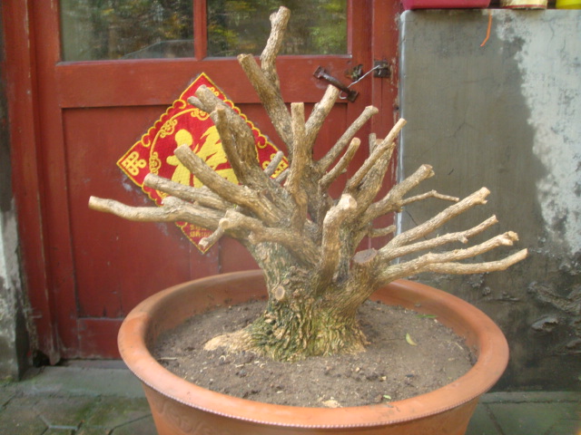 DSC02592.JPG