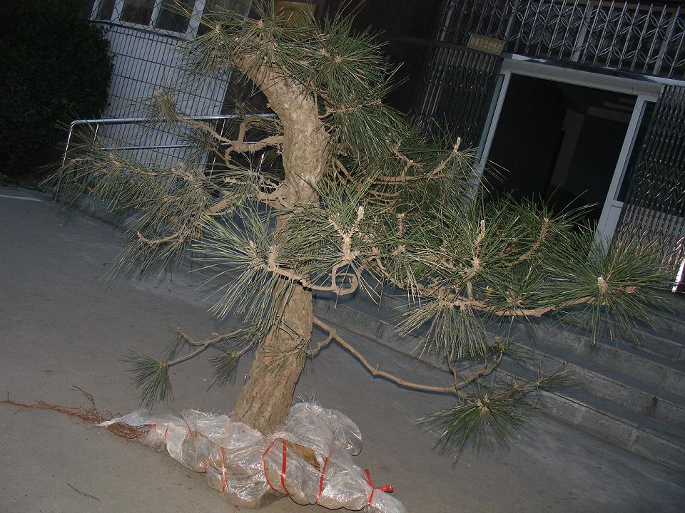 DSC00226.JPG