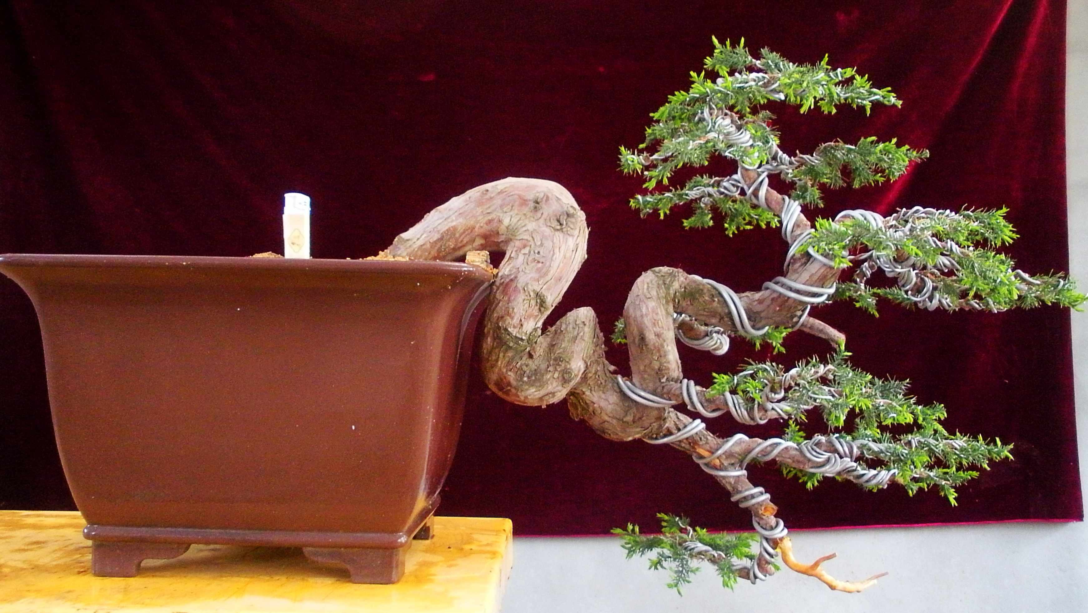 DSCN3936_conew1.jpg