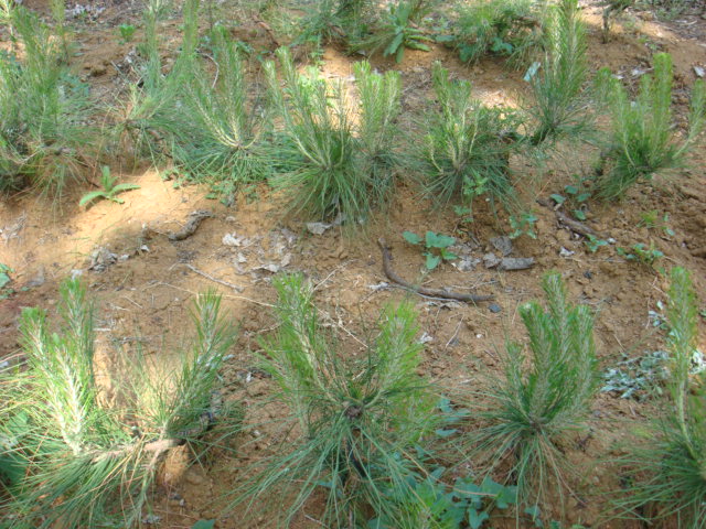 DSC03114.JPG