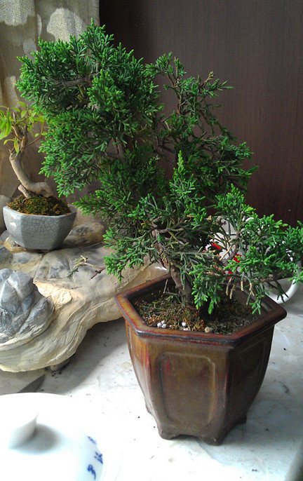 IMAG0294.jpg