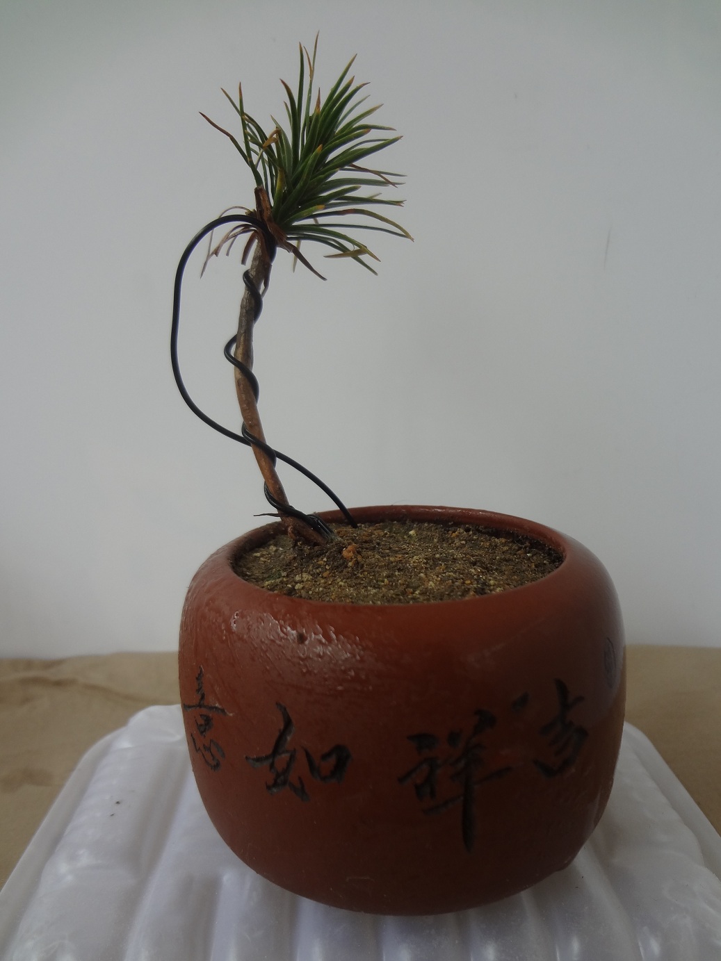DSC02085.JPG