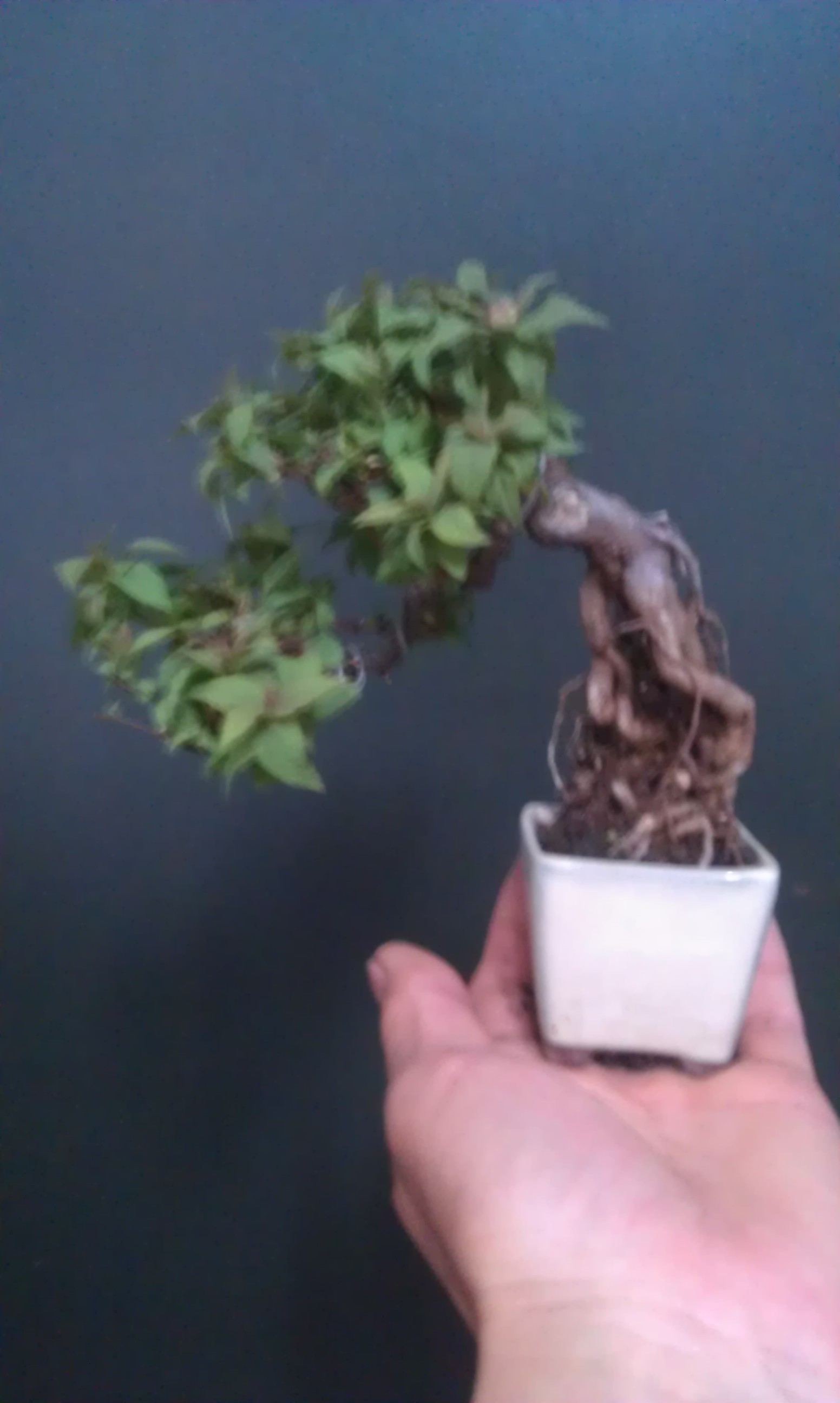 IMAG0018.jpg