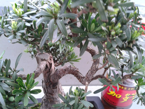 2013-04-17 17.34.34.jpg