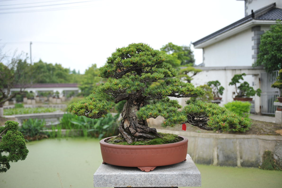 DSC_1275_.jpg