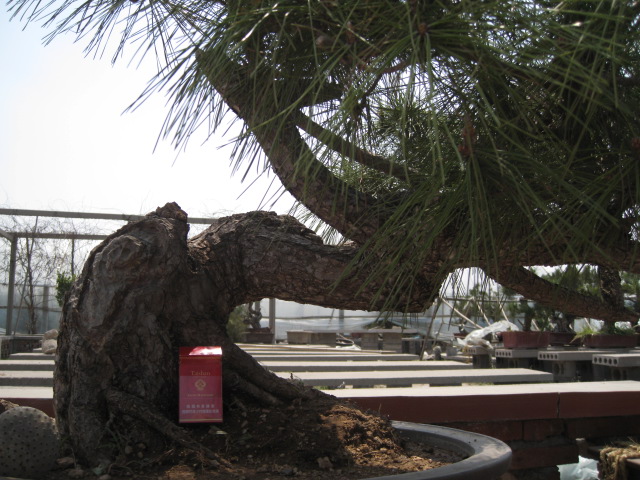 IMG_7565.JPG