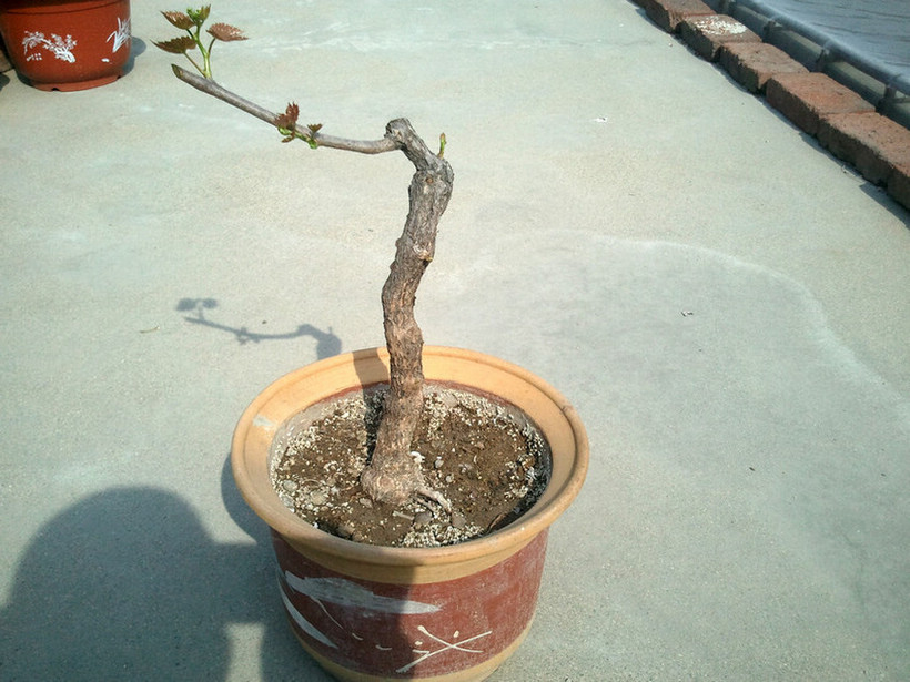 2013-05-07 15.11.32.jpg