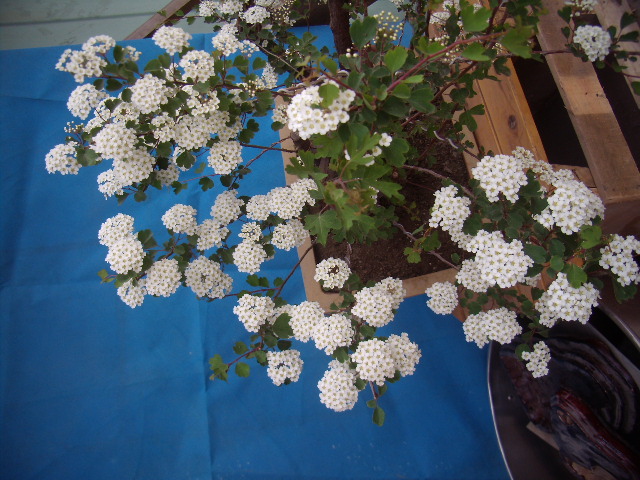P5080009.JPG