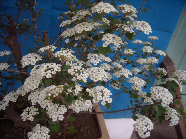 P5080013.JPG