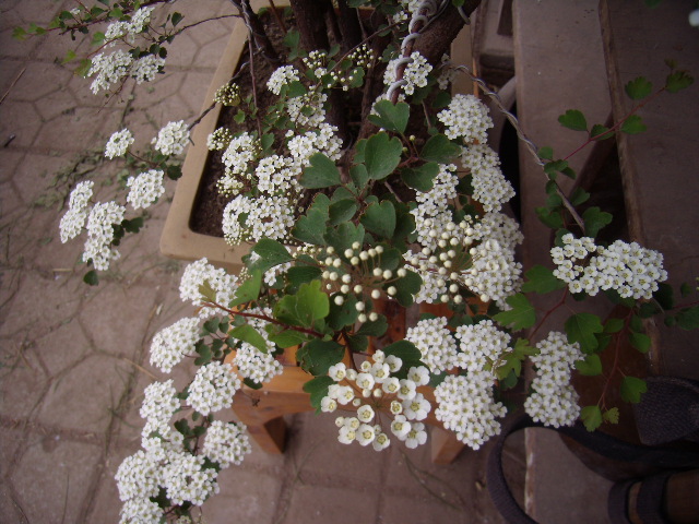 P5080006.JPG