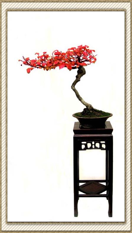 2ì 40cm.jpg