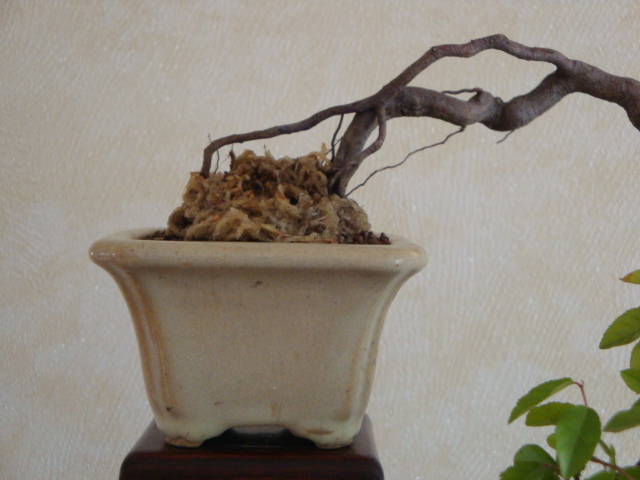 DSC03795.JPG