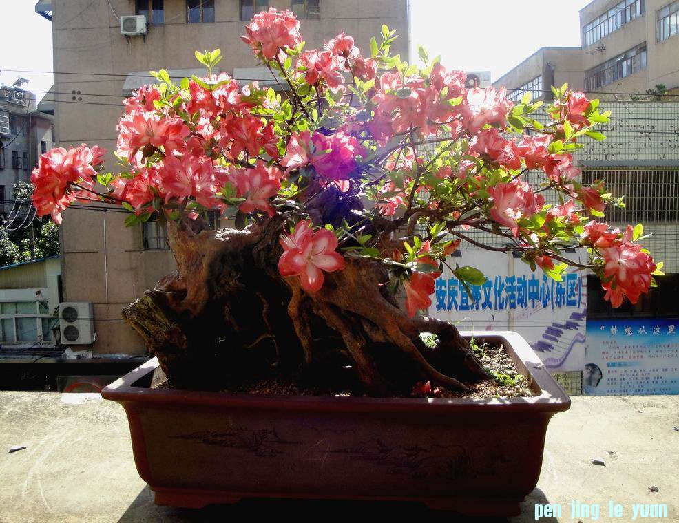 DSC09963.JPG