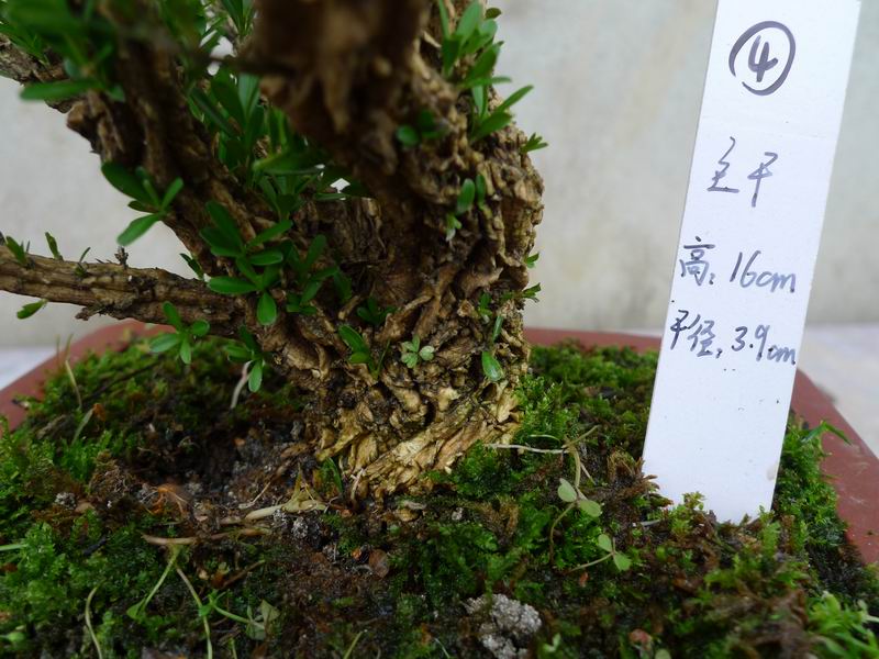 P1070913.JPG