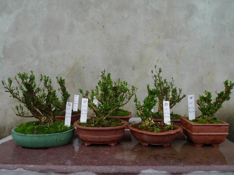 P1070899.JPG