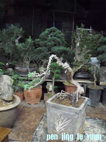 DSCF2717.jpg