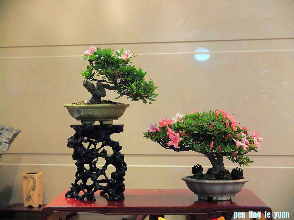 DSCF8516.jpg