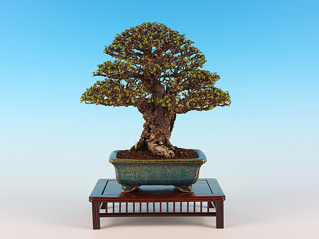 Chinese-Elm-IMG_4754csmallbsa.jpg