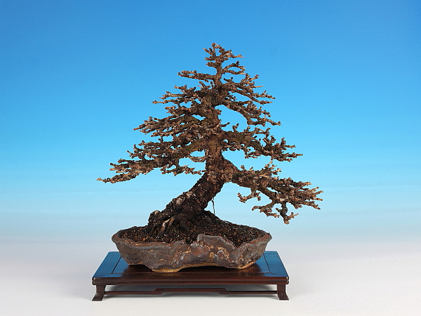 Shohin-Larch_IMG_4064cwbogsmallbsa.jpg