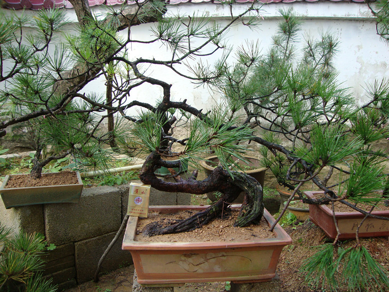 DSC00899_.jpg